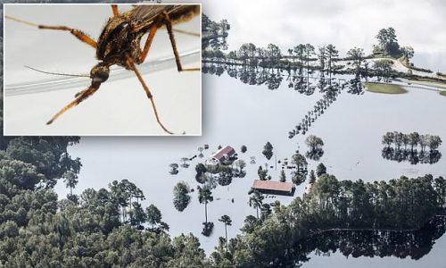 A Florence trópusi vihar után óriási moszkitók lepték el Észak-Karolinát (VIDEÓ)