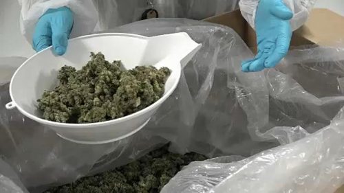 Kanada legalizálta a marihuánát – Óriási sorok marihuánáért (VIDEÓ)