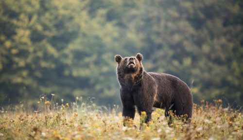 Merre tart a vadászat?