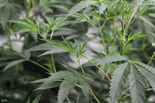 Luxemburgban is legalizálják a rekreációs marihuána-fogyasztást