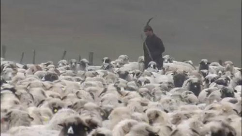 Újabb medvetámadás Erdélyben (VIDEÓ)