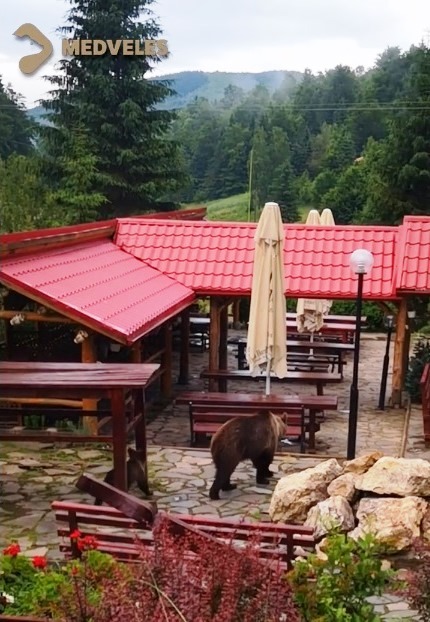 Reggeli medveséta Bálványoson