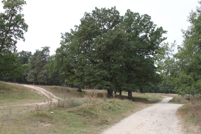 Aláírásokkal az erdőkért – Családi kalandpark a Honvéd-kútnál (Sepsiszentgyörgy)
