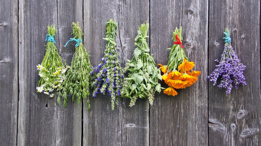 Gyógy- és fűszernövényekhez kapcsolódó népi értékek tára