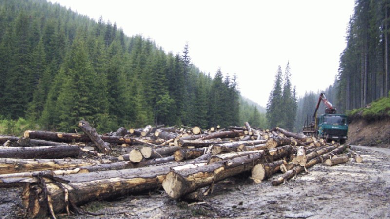 Hétszáz ellenőrzést végzett a rendőrség az illegális fakitermelés megelőzése érdekében