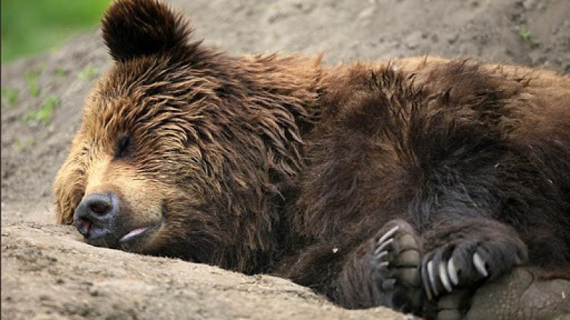 Medvetetemet találtak Etéd közelében – orvvadászat gyanújával indult kivizsgálás