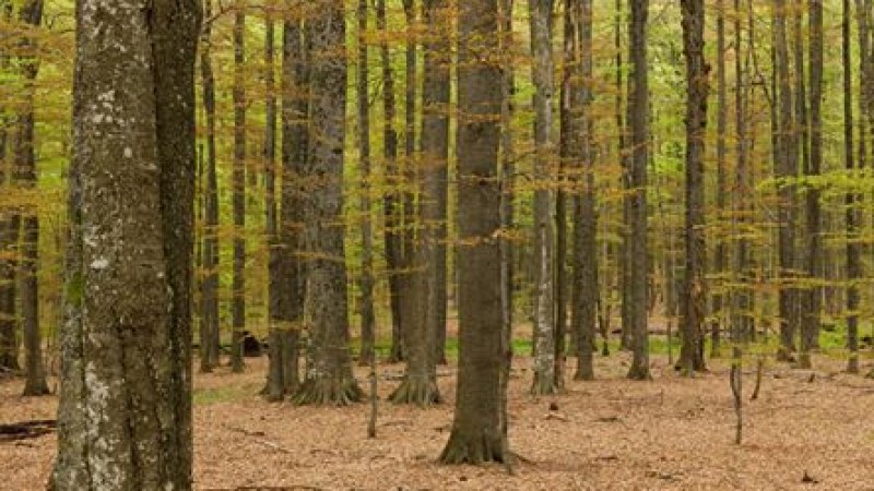 Sürgős lépéseket várnak kormánytól a fakitermelők