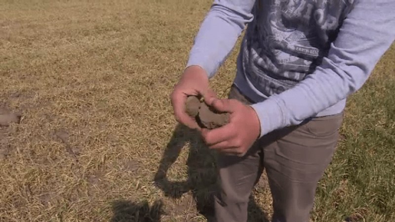 A szárazság 1,1 millió hektár mezőgazdasági területet sújtott Romániában