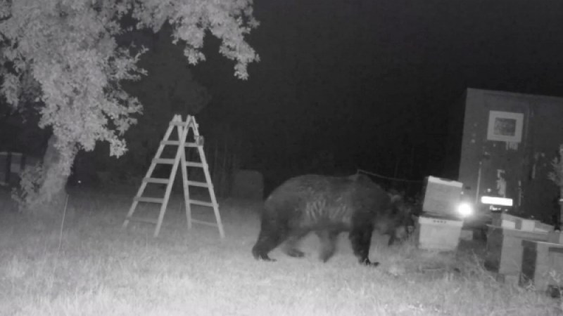 Idén is 140 medve lőhető ki