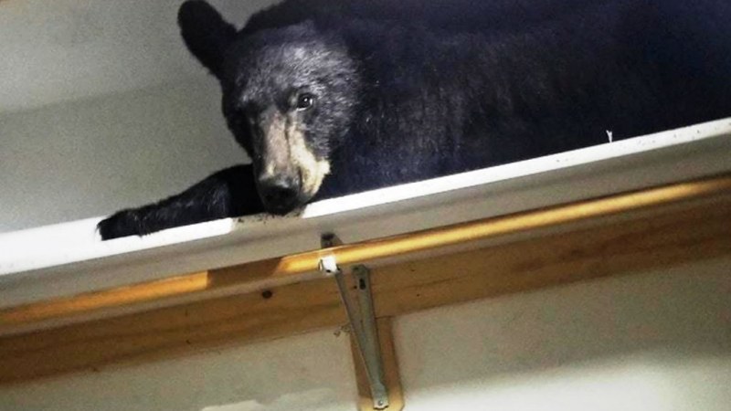 Tusnádfürdőn egy helyi lakos pincéjébe hatolt be a medve, miután betört egy ablakot