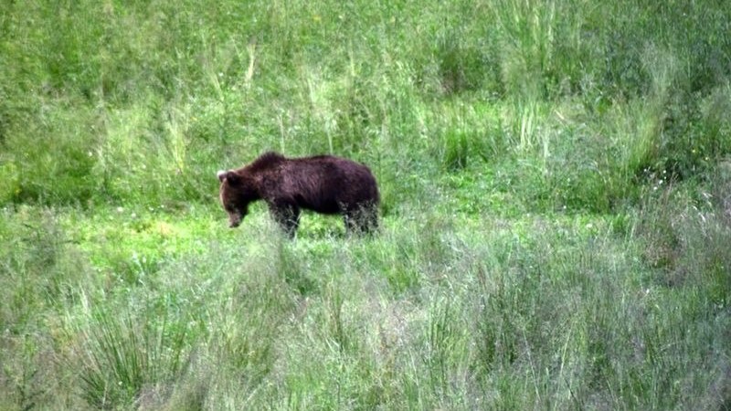 Semmitmondó miniszteri válasz (Szenátori levél medveügyben)