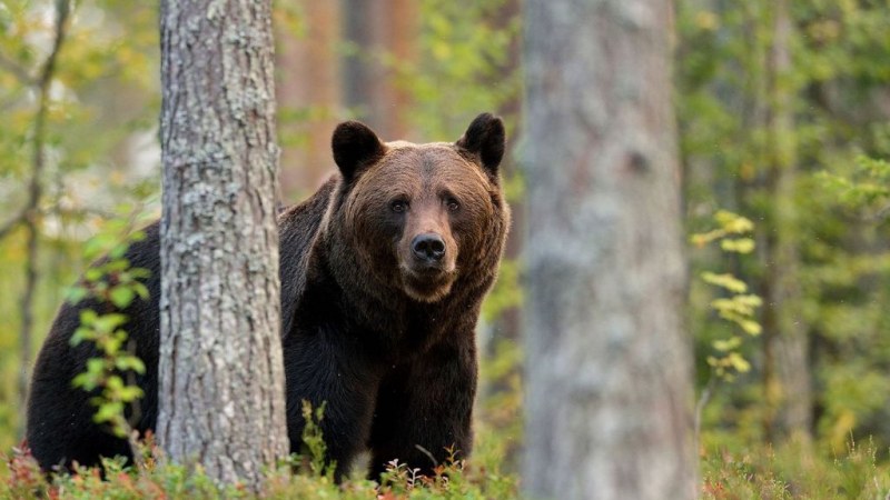 Románia elnökéhez, miniszterelnökéhez és parlamentjéhez fordult Tusnádfürdő önkormányzata a medveprobléma miatt