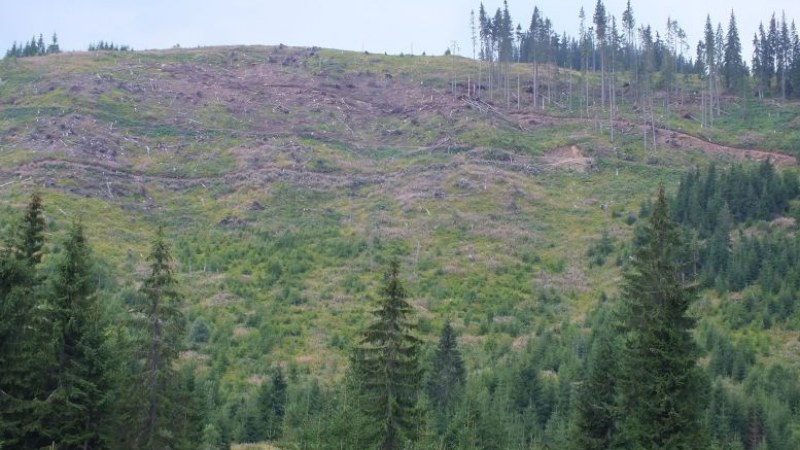Minden esetben bűncselekmény a falopás