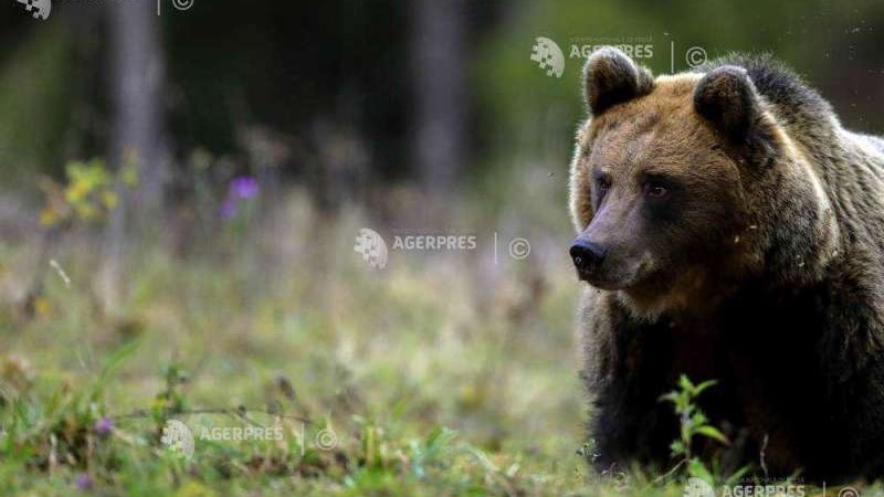 Kilőtték azt a medvét, amely egy nap alatt kétszer tört be egy csíkszeredai iskola udvarára