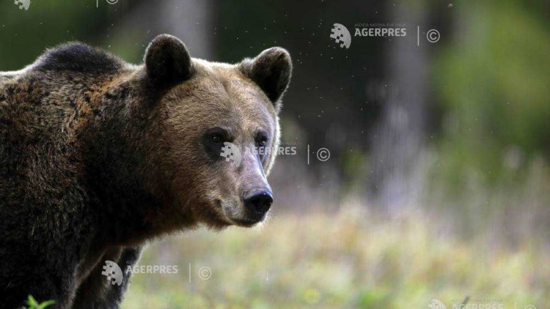 Medve járkált Székelyudvarhely utcáján