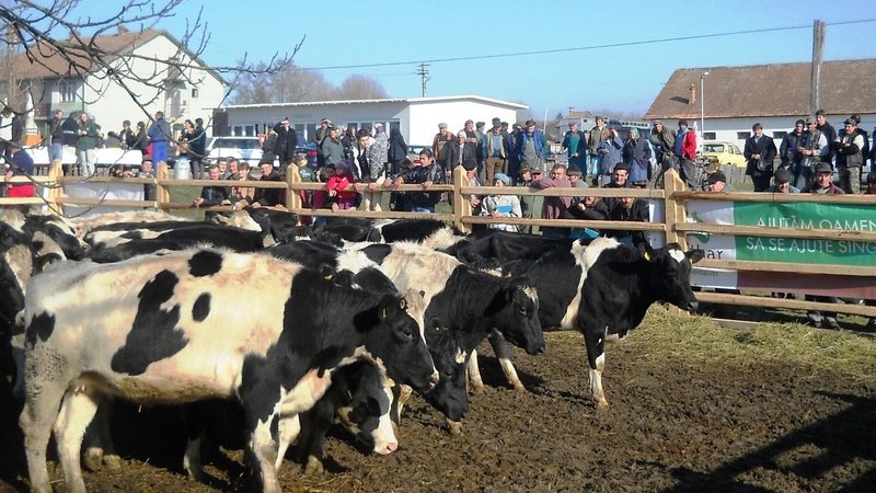 Támogatás szarvasmarha-tenyésztőknek