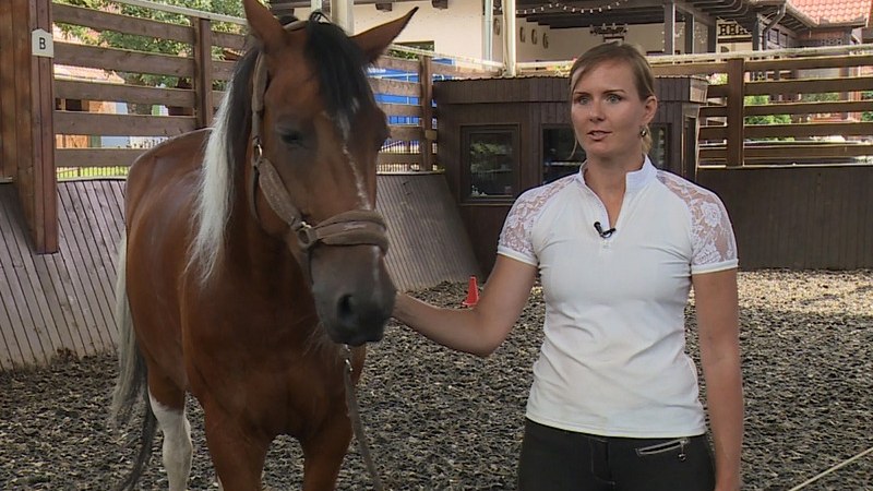 Lovas birodalom Kézdialmáson (Magánvállalkozás)