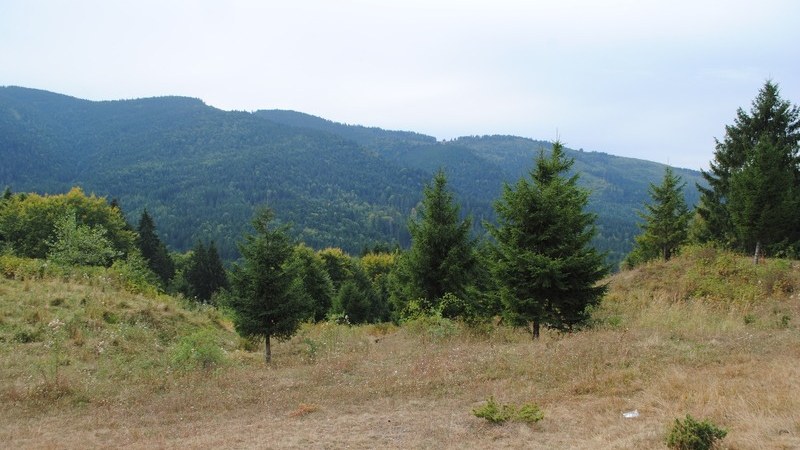 Folytatódik az erdőper (Kovászna megye)