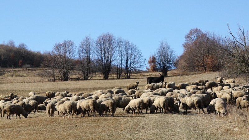 Hamar elfogy a tejkontroll-szubvenció