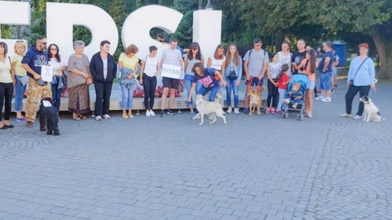 116 kutya sorsa bizonytalan (Sepsiszentgyörgy)