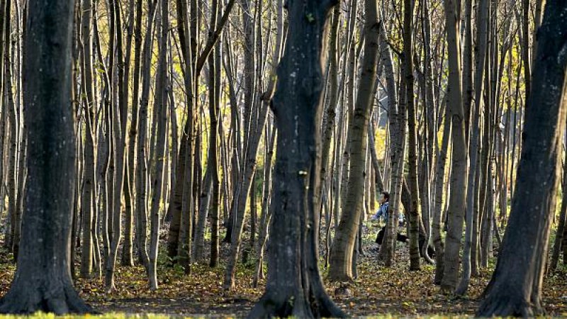Románia harcot hirdetett a fatolvajok ellen (VIDEÓ)