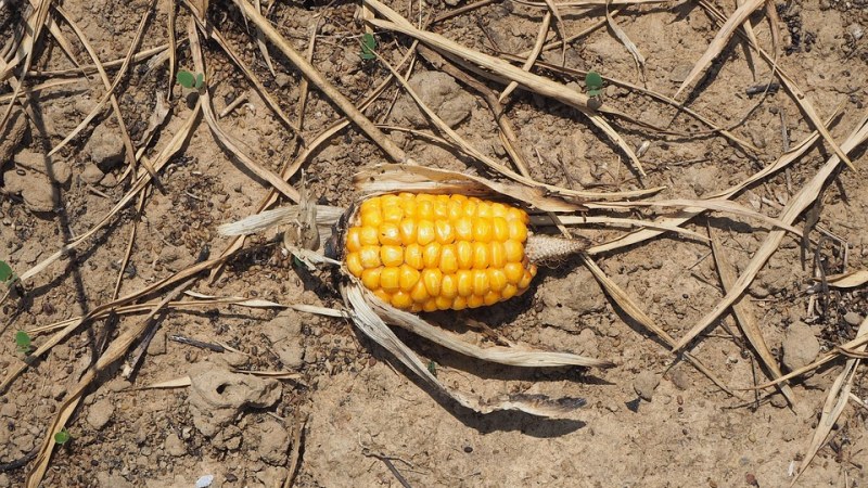 Ma még igényelhető az aszálykár-támogatás