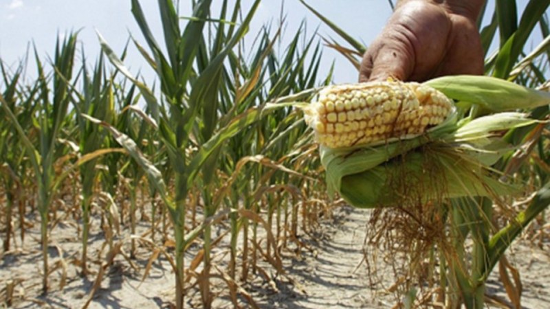 Adrian Oros: Péntektől utalják a kártérítéseket az aszály sújtotta gazdáknak