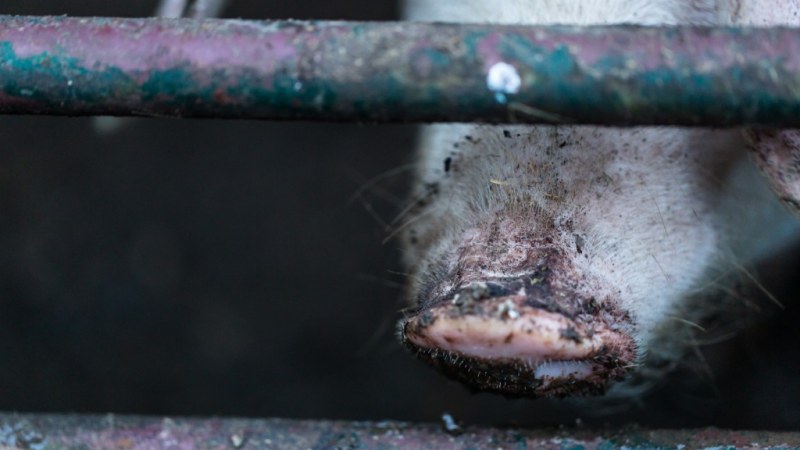 Egyre gyorsabban terjed az afrikai sertéspestis Fehér megyében