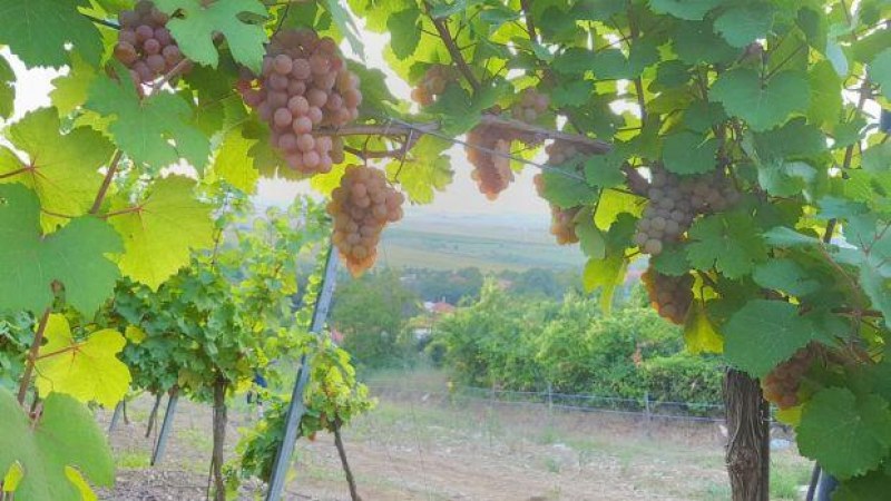 Jó évjáratra számítanak a hegyaljai bortermelők (AUDIÓ)