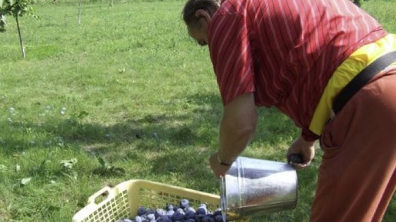 Szilvatermelésben Kína a világelső, de vajon ki a második?