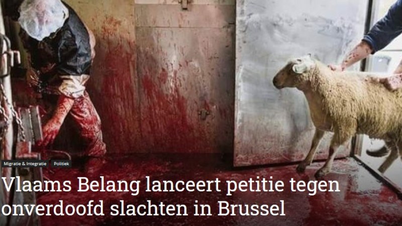 Állatvédelem: Brüsszeli petíció a kóser és a halal vágás ellen