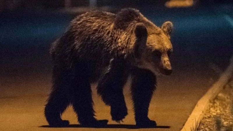 Medve bóklászott Csíkszentkirály utcáin, mire kiértek a csendőrök, meglógott