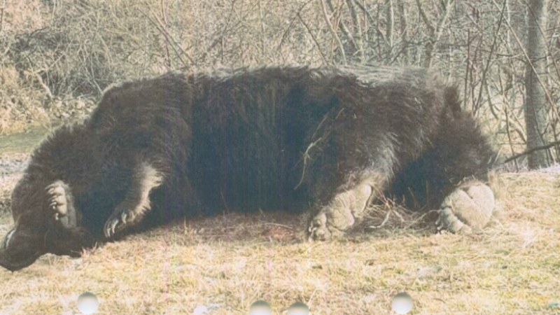 Vélhetően az EU legnagyobb barnamedvéjét lőtték ki törvénytelenül Székelyföldön
