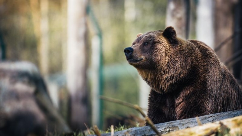 Jelentősen csökkent a medvék miatti riasztások száma Hargita megyében