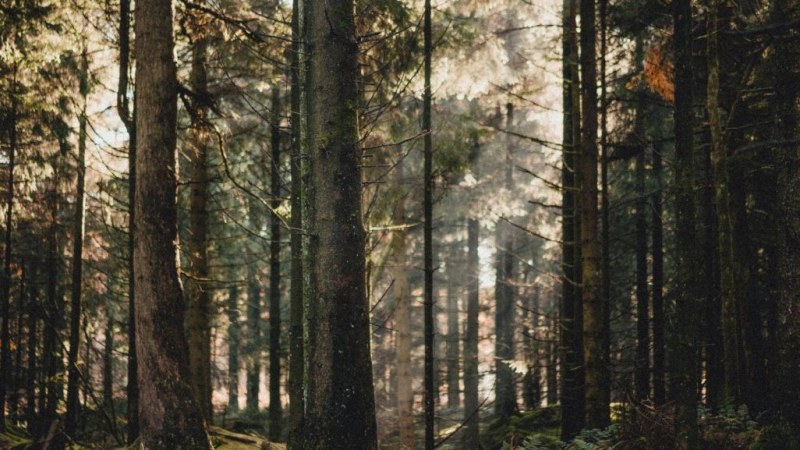 Szakszervezet: a kormány terve veszélybe sodorná a romániai erdőket