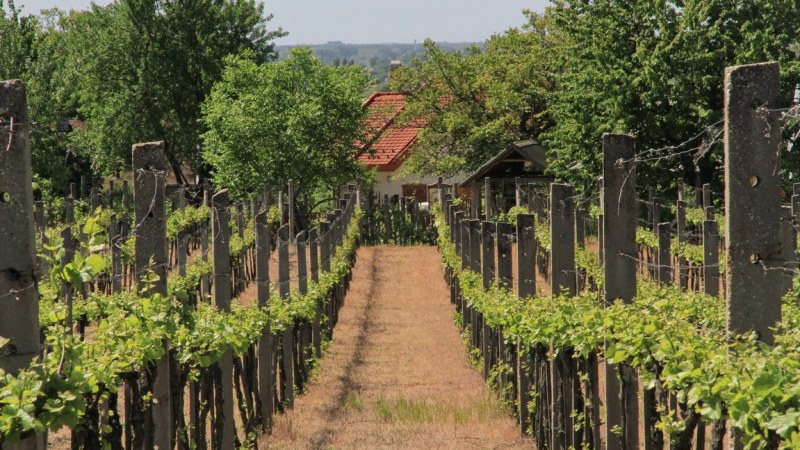 A szőlőmetszés gépesítésén dolgozik az Innovitech Kft.