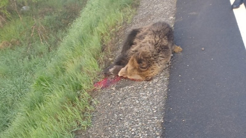 Elütött egy medvét egy gépkocsi az 1-es országúton Alsóárpás közelében