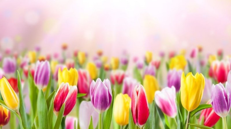 Kalotaszentkirály 58 ezer nyíló tulipánnal csalogatja a turistákat
